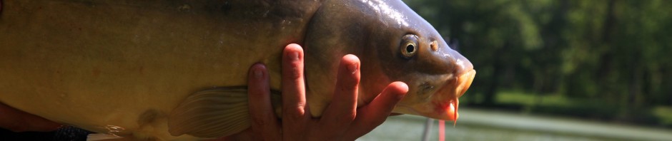 peche-isere-bievre-beaurepaire