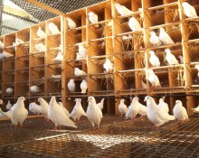 Le Pigeonneau des Terres