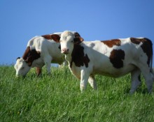La Ferme Mabily