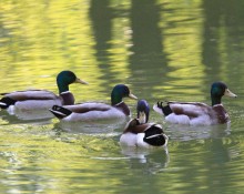 Etang Les Essarts