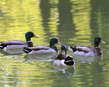Etang la Chaume