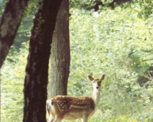 Parc Naturel de Chambaran