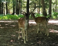 Parc Naturel de Chambaran