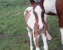 Les Poneys de Penol