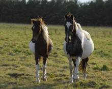 Haras du Brin d'Amour