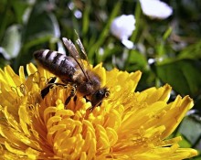 Beezz Api
