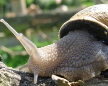 L'Escargot du Prieuré