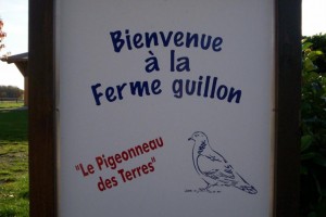 Pigeonneau des Terres