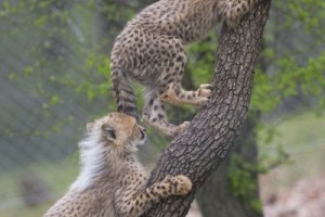 Safari de Peaugres