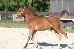 L'élevage du Haras du Brin d'Amour