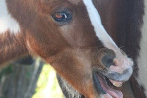 Equitation au Haras du Brin d'Amour