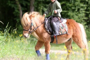 Balades au Haras du Brin d'Amour