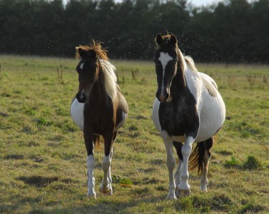 Le Haras du Brin d'Amour : équitation ludique et respectueuse
