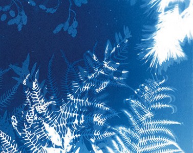 Atelier jeune public Cyanotypes