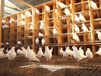 Pigeonneau des Terres