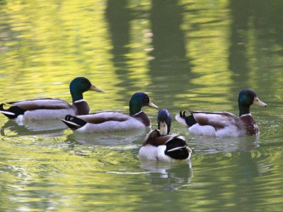 Etang Les Essarts