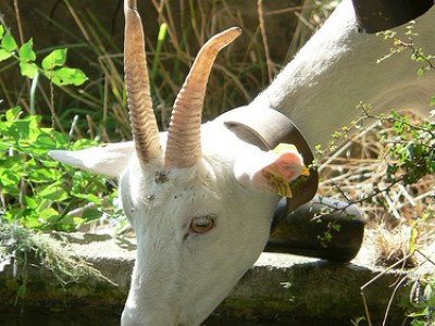 Chèvre
