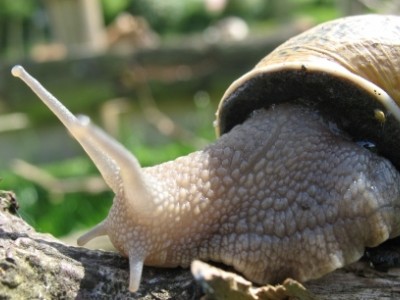 L'escargot du Prieuré